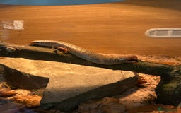 Skink reptiles for sale: Ocellated Skink with Full Setup - Image 1