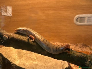 Skink reptiles - Advert 16