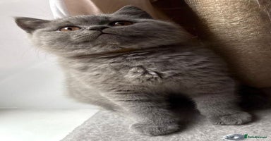 British Shorthair cats - Advert 15