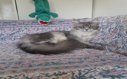 Maine Coon cats for sale: black silver ticked polydactyl girl TICA mainecoon - Advert 6