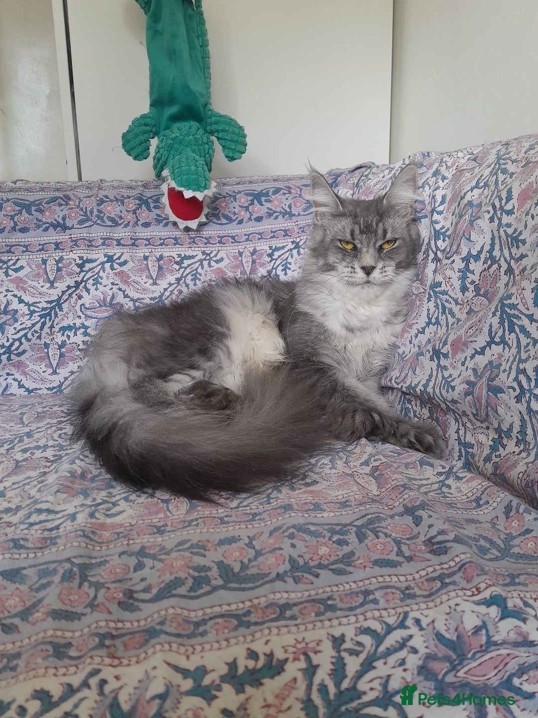 Maine Coon cats for sale: black silver ticked polydactyl girl TICA mainecoon - Advert 6