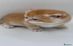 British Shorthair cats for sale: GCCF BSH BY12 GOLDEN CHOCOLATE KITTENS  - Image 12