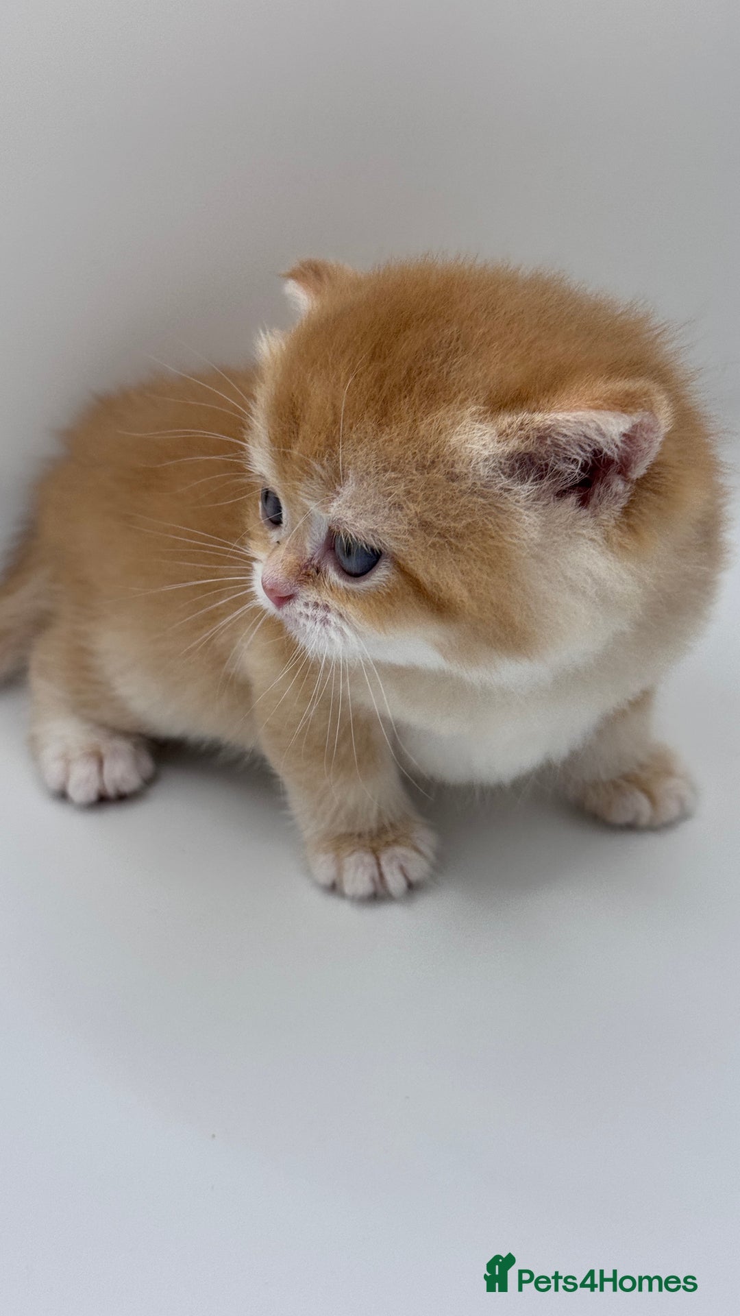 British Shorthair cats for sale: GCCF BSH BY12 GOLDEN CHOCOLATE KITTENS  - Image 12