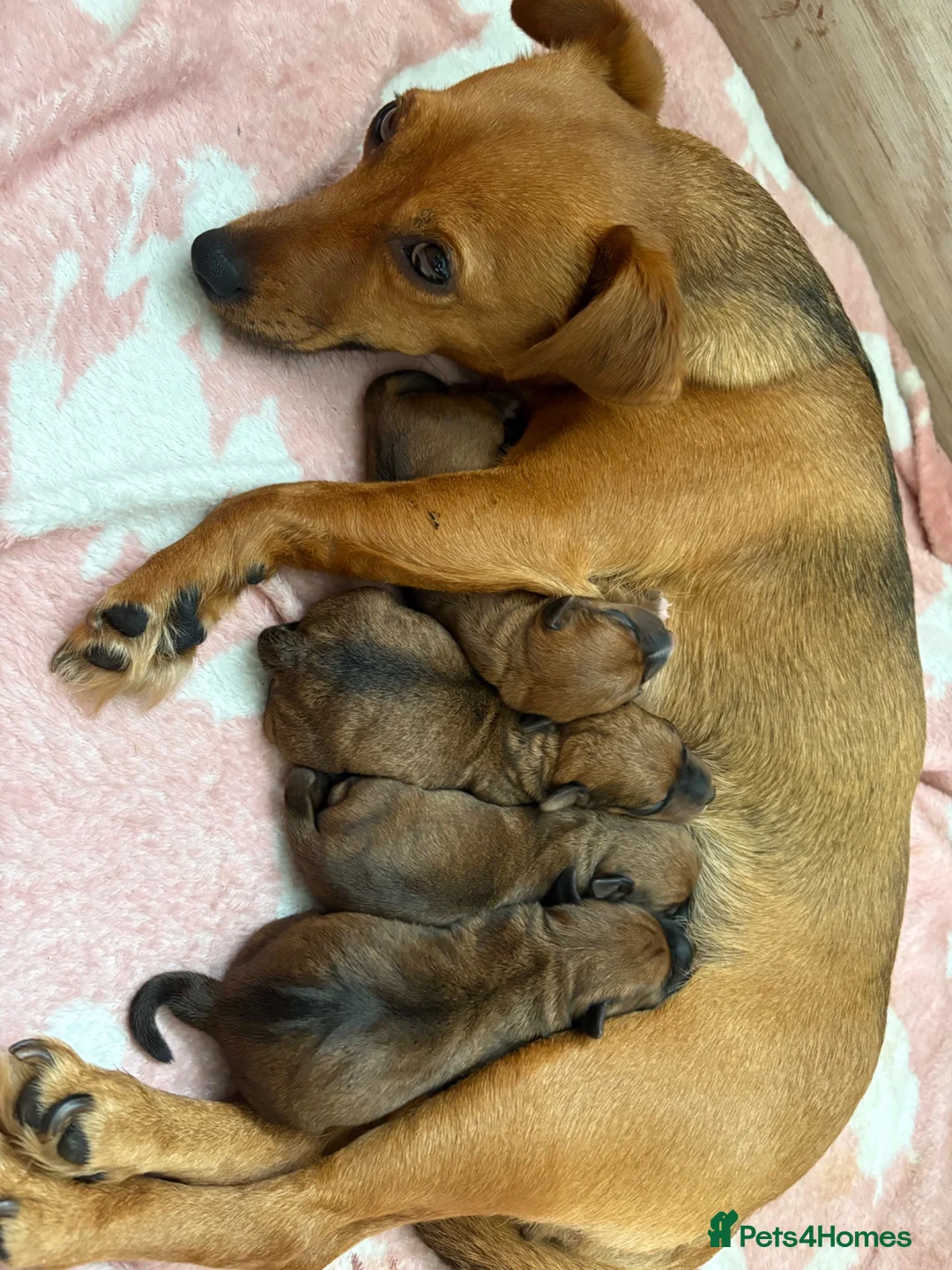 Jack Russell dogs for sale: Jack Russell Tan Puppies 1 male, 2 female  - Advert 10