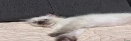 Ragdoll cats for sale: Stunning Ragdoll kittens💙&🩷 - Advert 22