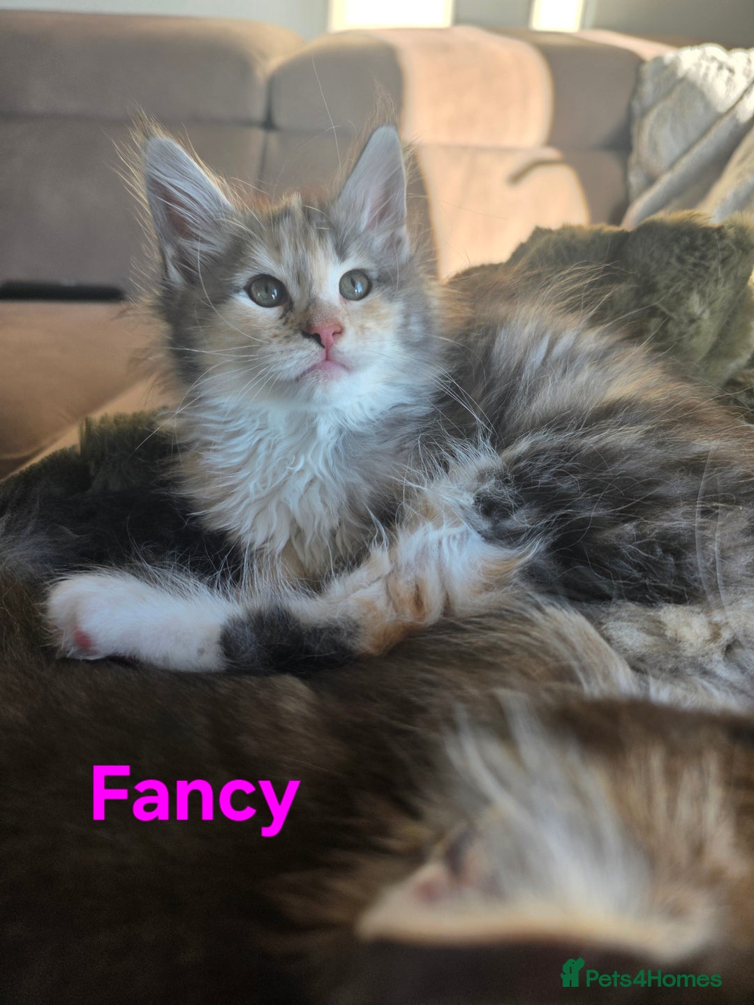 Maine Coon cats for sale: Rare Pure Breed Mainecoon Kitten - Advert 22