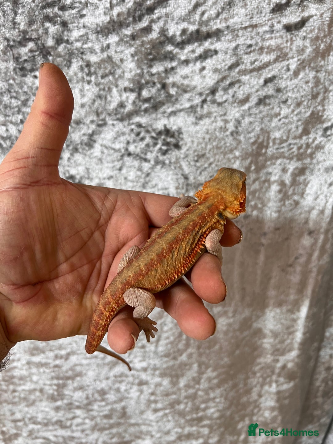 Bearded Dragon reptiles for sale: Hypo Yellow Blue Bar Bearded Dragons - Advert 11