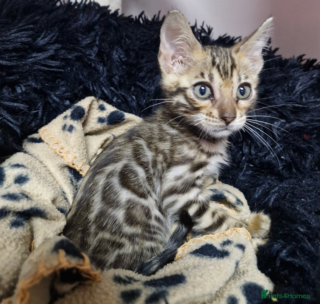 Bengal cats for sale: TICA Genetic & Health Tested Bengal Kittens  - Image 23
