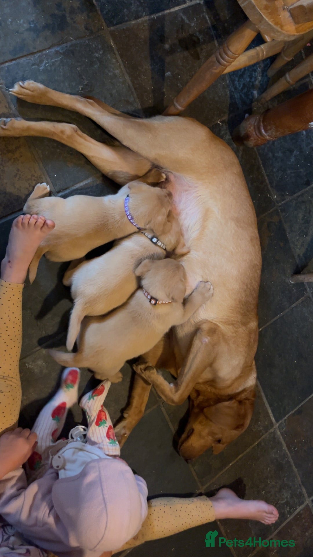 Labrador Retriever dogs for sale: Full Labradors ready soon  - Image 2
