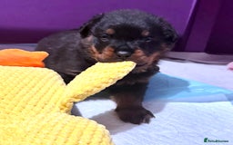 Rottweiler dogs for sale: Beautiful Purebred Rottweiler Puppy - Image 3