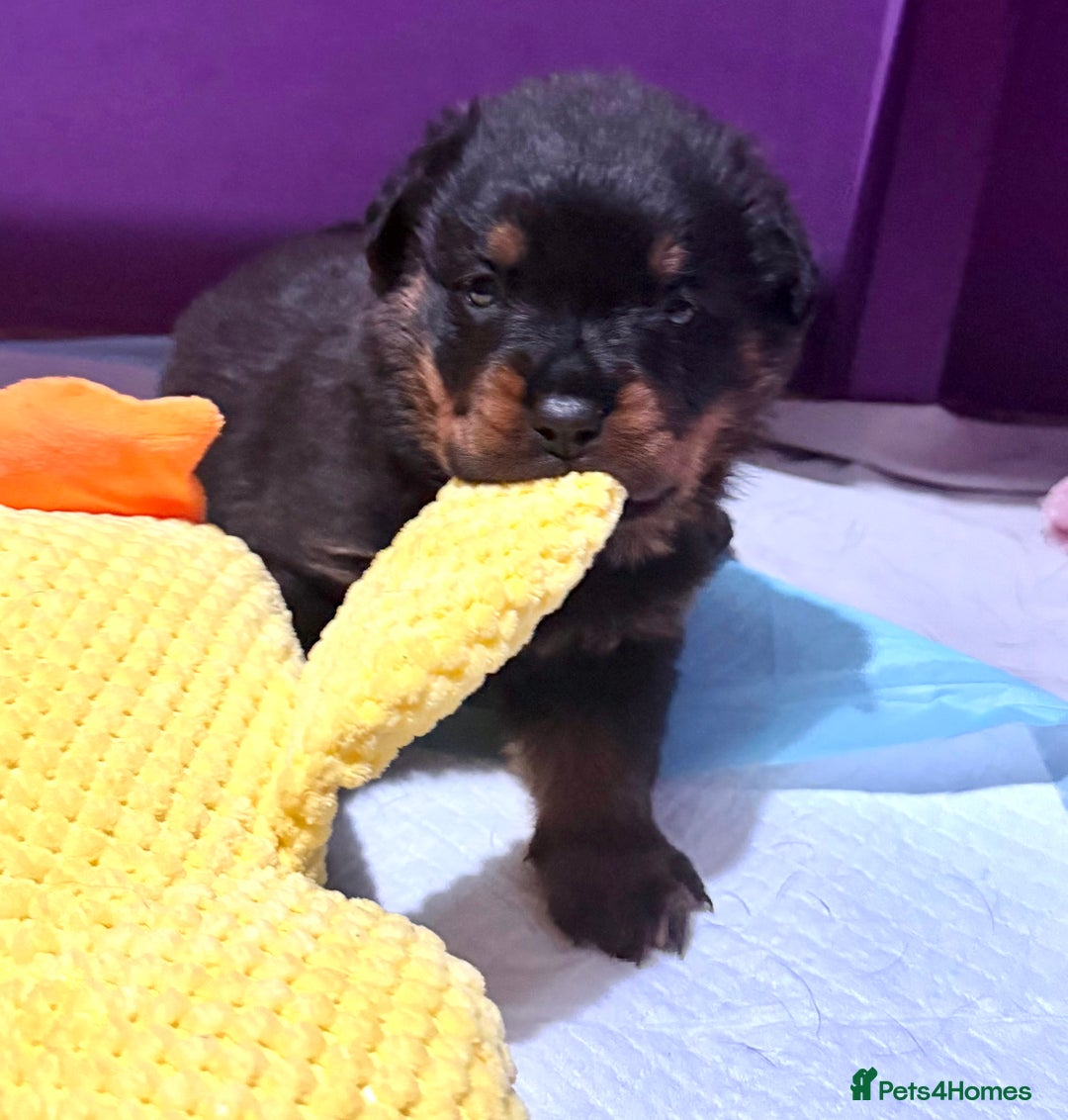 Rottweiler dogs for sale: Beautiful Purebred Rottweiler Puppy - Image 3
