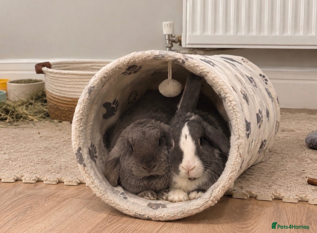 Mixed Breed rabbits Mum and son for sale  - Advert 1