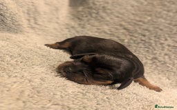 Cavalier King Charles Spaniel dogs for sale: 💖KC Registered Cavalier King Charles Spaniel Pups - Image 5