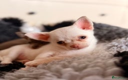 Chihuahua dogs for sale: XS Chocolate and Tan wrapped in Cream Boy  - Image 3