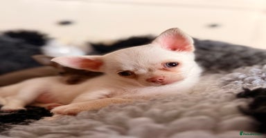 Chihuahua dogs - Advert 6