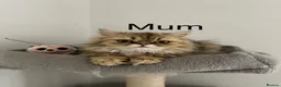 Persian cats for sale: Persian chinchilla kittens for sale  - Advert 2