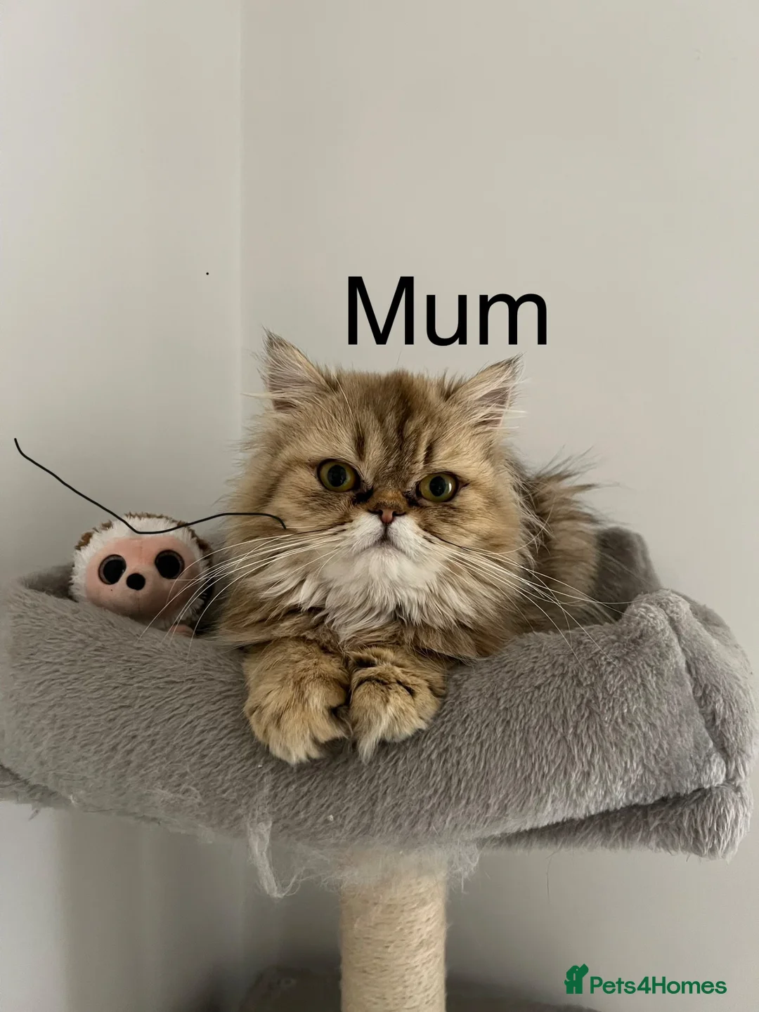 Persian cats for sale: Persian chinchilla kittens for sale  - Advert 2
