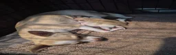 Chihuahua dogs for sale: 3 beautiful chihuahua puppy's  - Advert 2