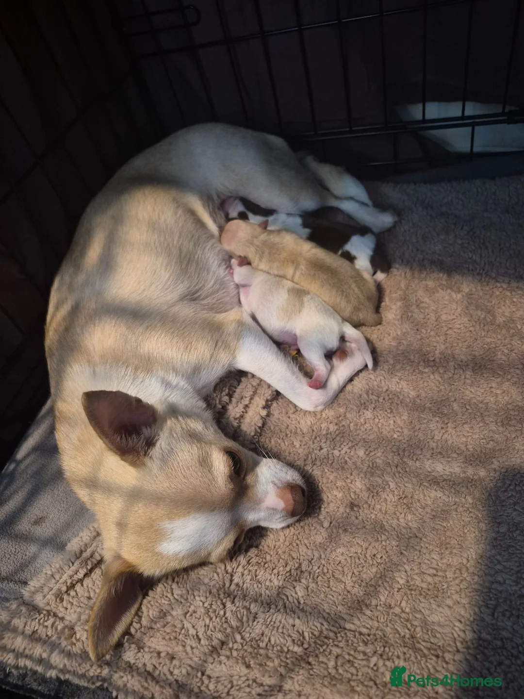 Chihuahua dogs for sale: 3 beautiful chihuahua puppy's  - Advert 2