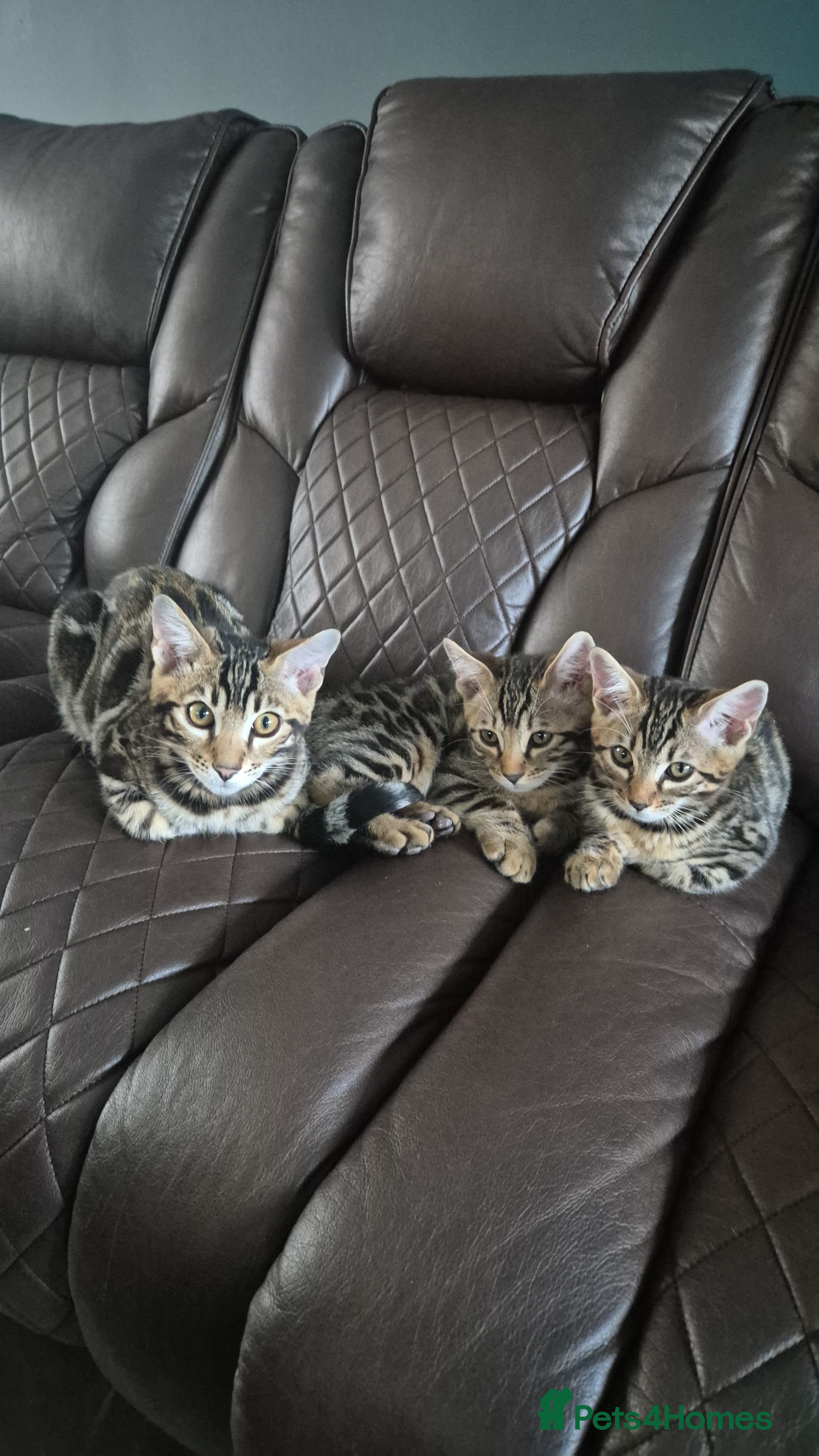 Bengal cats Brown Charcoal Bengals Ready for forever Homes 🥰 - Advert 2