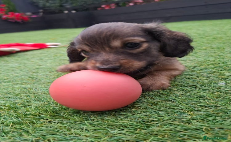 Miniature Dachshund dogs - Advert 8