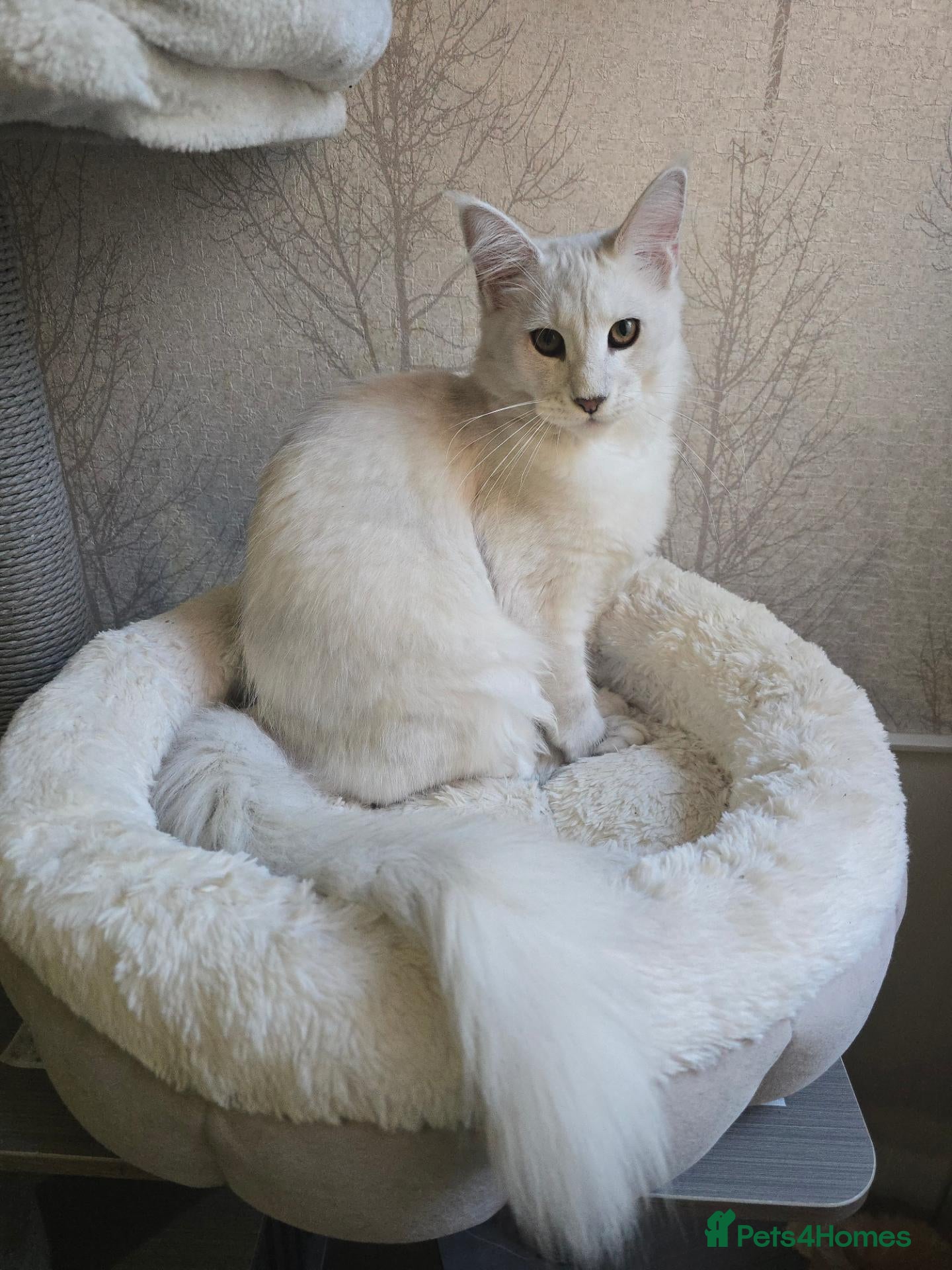 Maine Coon cats RARE Blue Silver Shell Male Maine Coon REDUCED - Advert 1