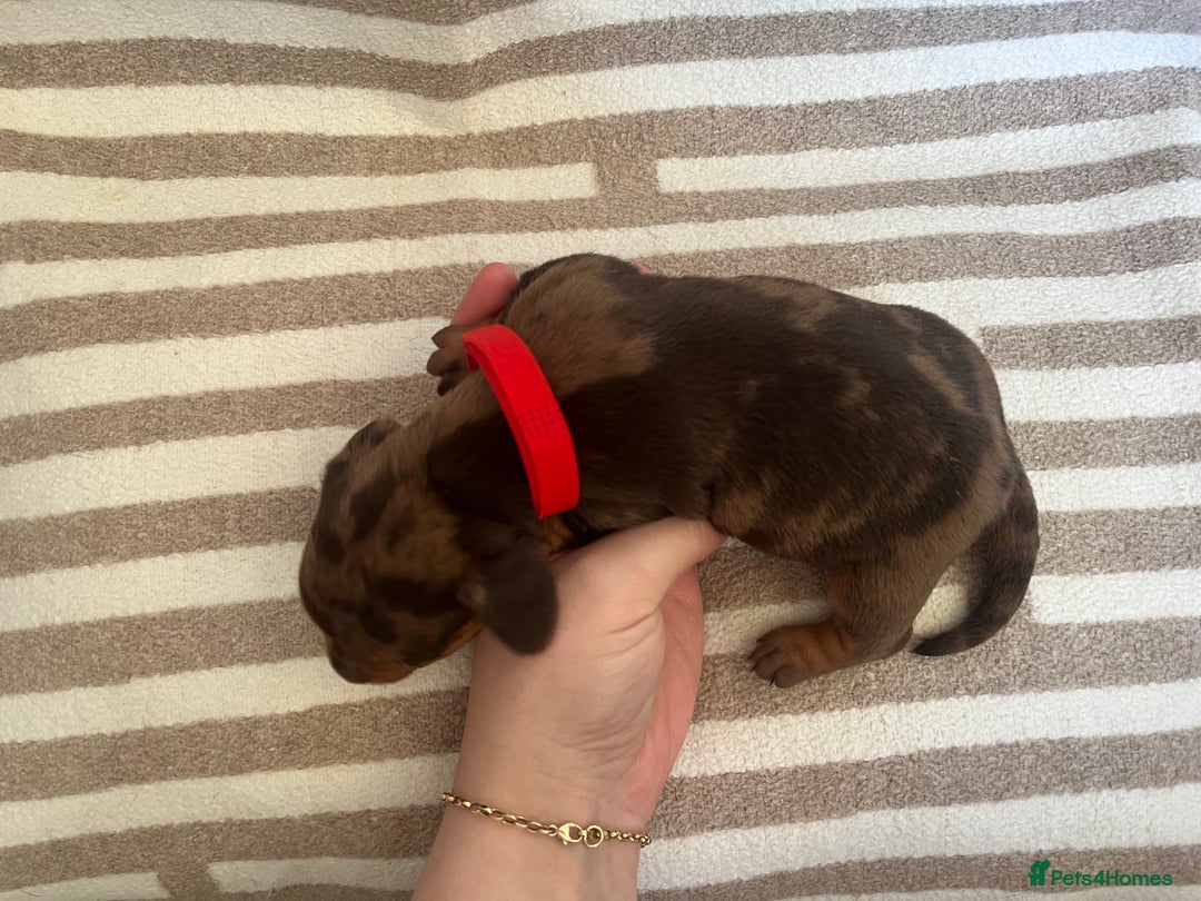 Miniature Dachshund dogs for sale: Beautiful Miniature dachshunds🐶🤎 - Advert 9