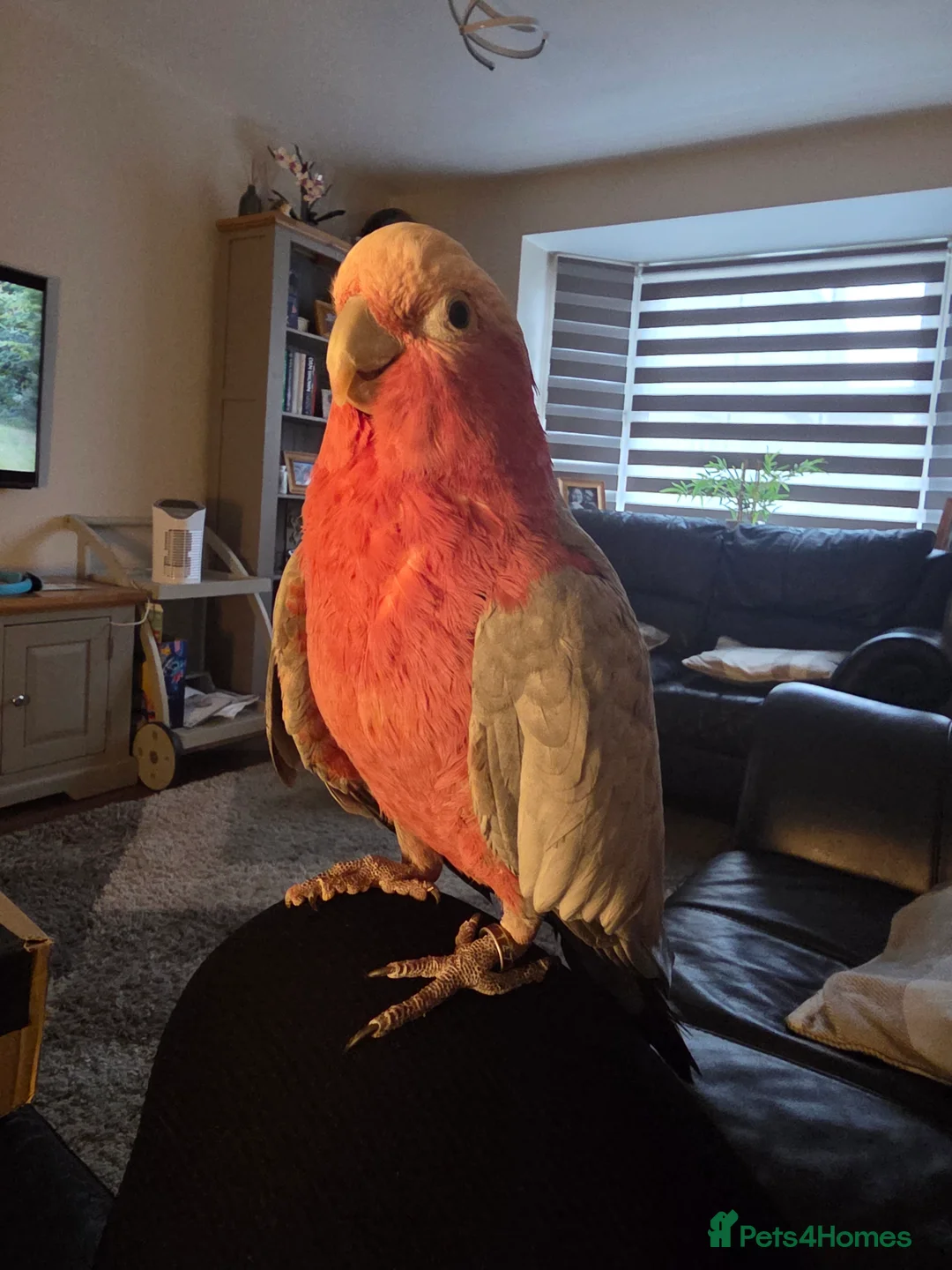 Cockatoo birds for sale: Ghoulia cockatoo  - Advert 3