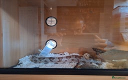 Corn Snake reptiles for sale: Corn snake complete with set up. - Image 4