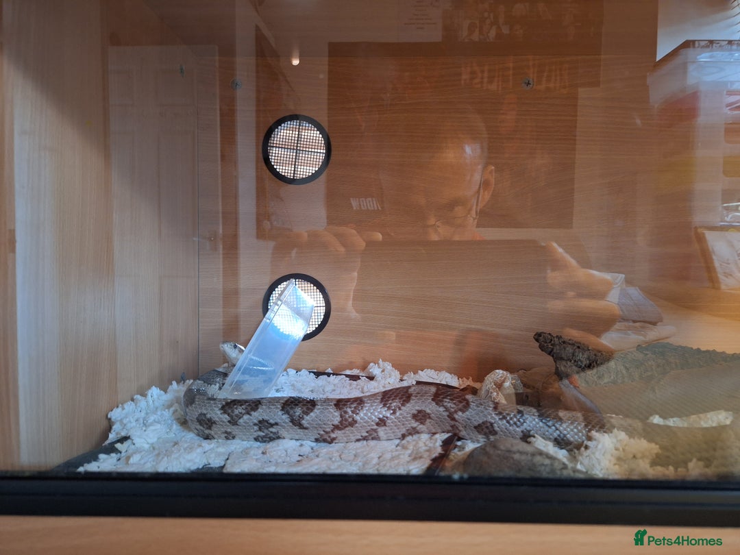 Corn Snake reptiles for sale: Corn snake complete with set up. - Image 4