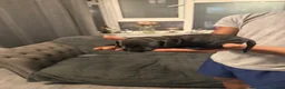 Miniature Dachshund dogs for sale: Miniature dachshunds  - Advert 9