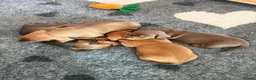 Miniature Dachshund dogs for sale: Miniature Dachshund Puppies for sale KC  - Advert 4