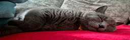 British Shorthair cats for sale: British shorthair - Advert 10