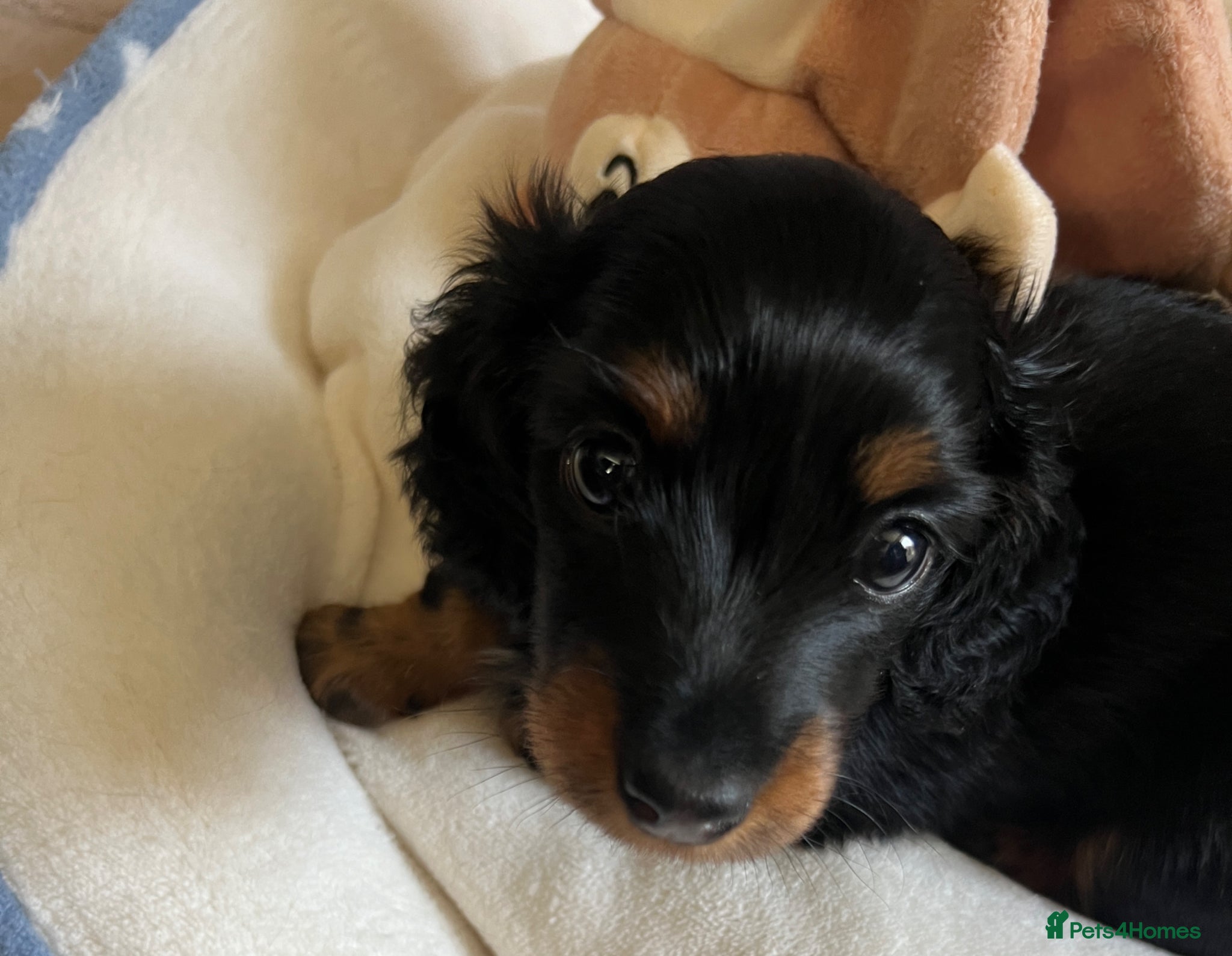 Miniature Dachshund dogs PICTURE PERFECT little girl  LONG HAIRED  - Advert 1