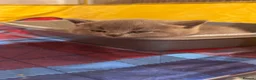British Shorthair cats for sale: Beautiful British Shorthair Kittens in Watford - Advert 33