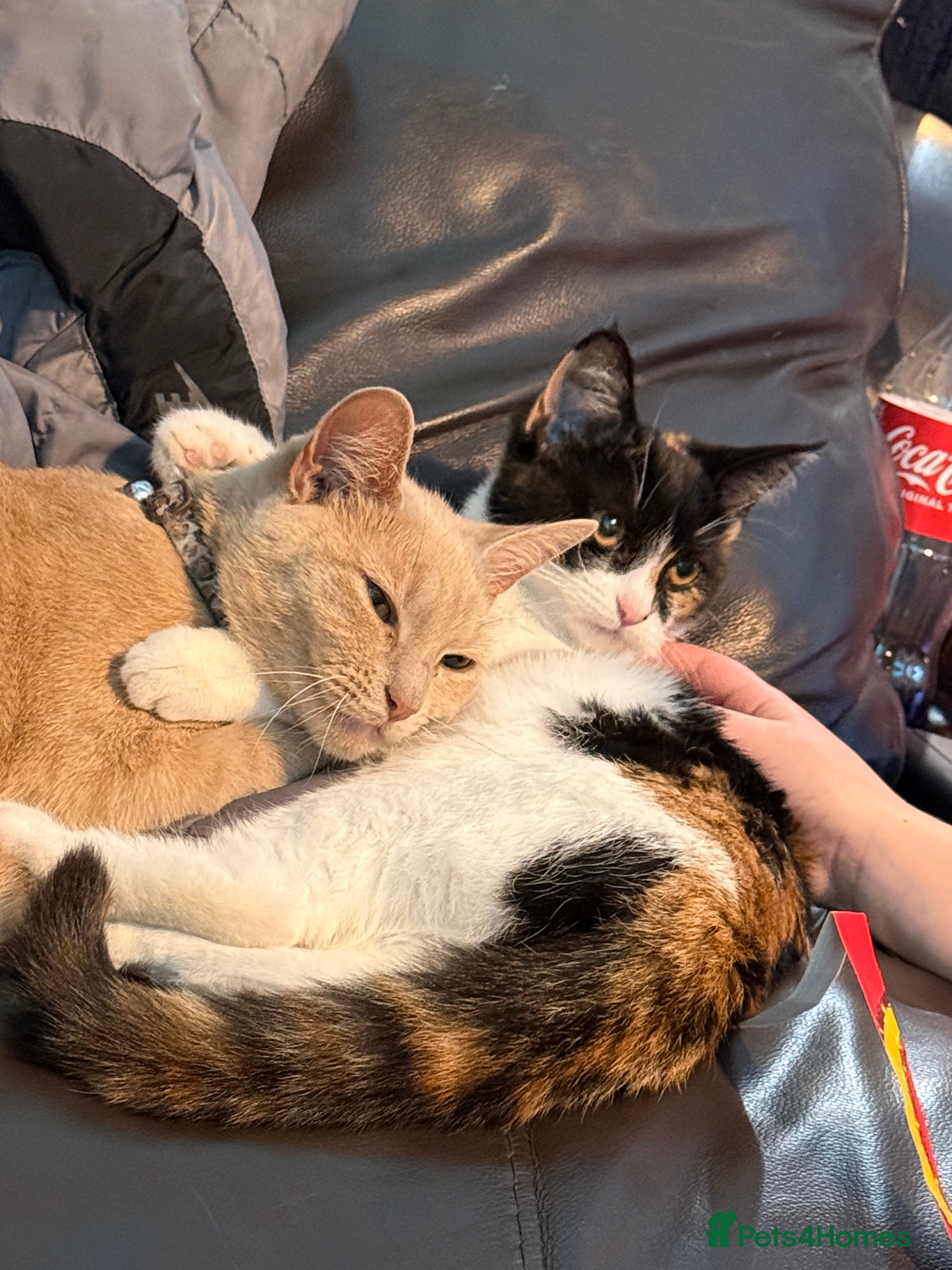 Mixed Breed cats Mother and kitten  - Advert 1