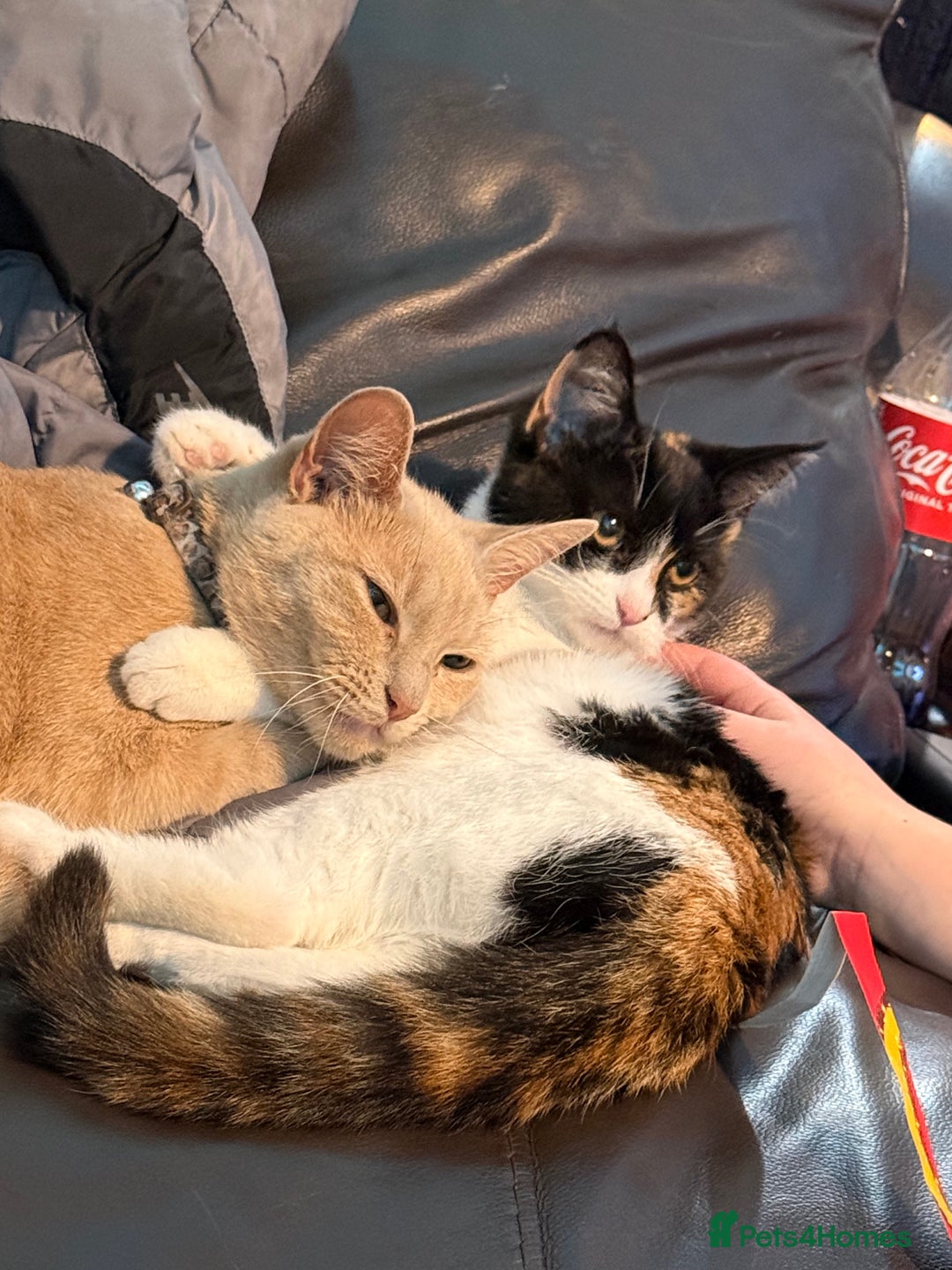 Mixed Breed cats for sale: Mother and kitten  - Advert 1