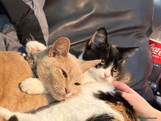 Mixed Breed cats Mother and kitten - Advert 4