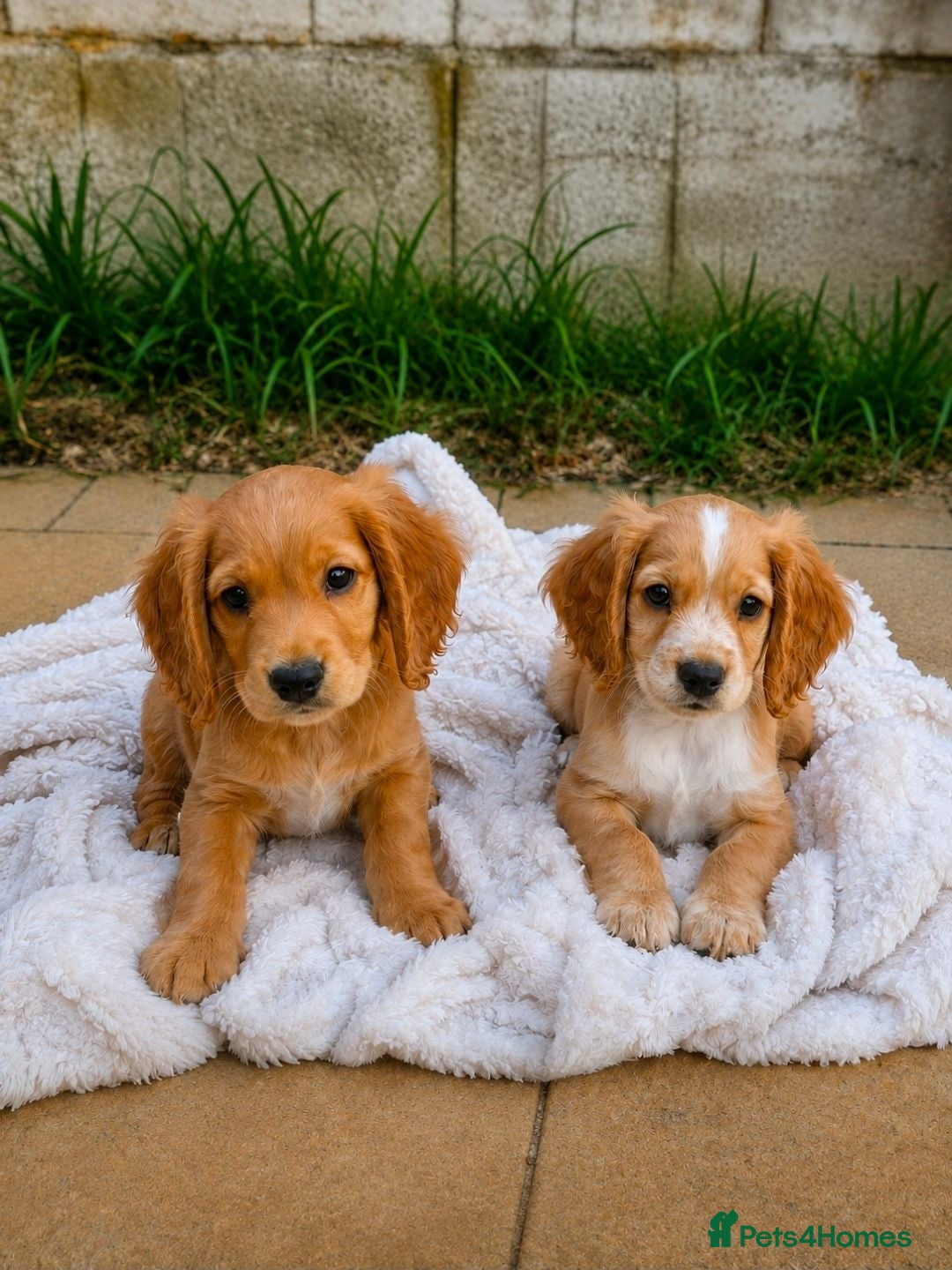 Cocker Spaniel dogs GOLDEN working Cocker spaniel pups - READY NOW - Advert 1