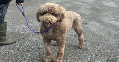 Standard Poodle dogs - Advert 4