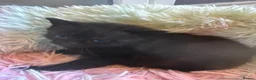 British Shorthair cats for sale: 4 British short hair kittens  - Advert 20