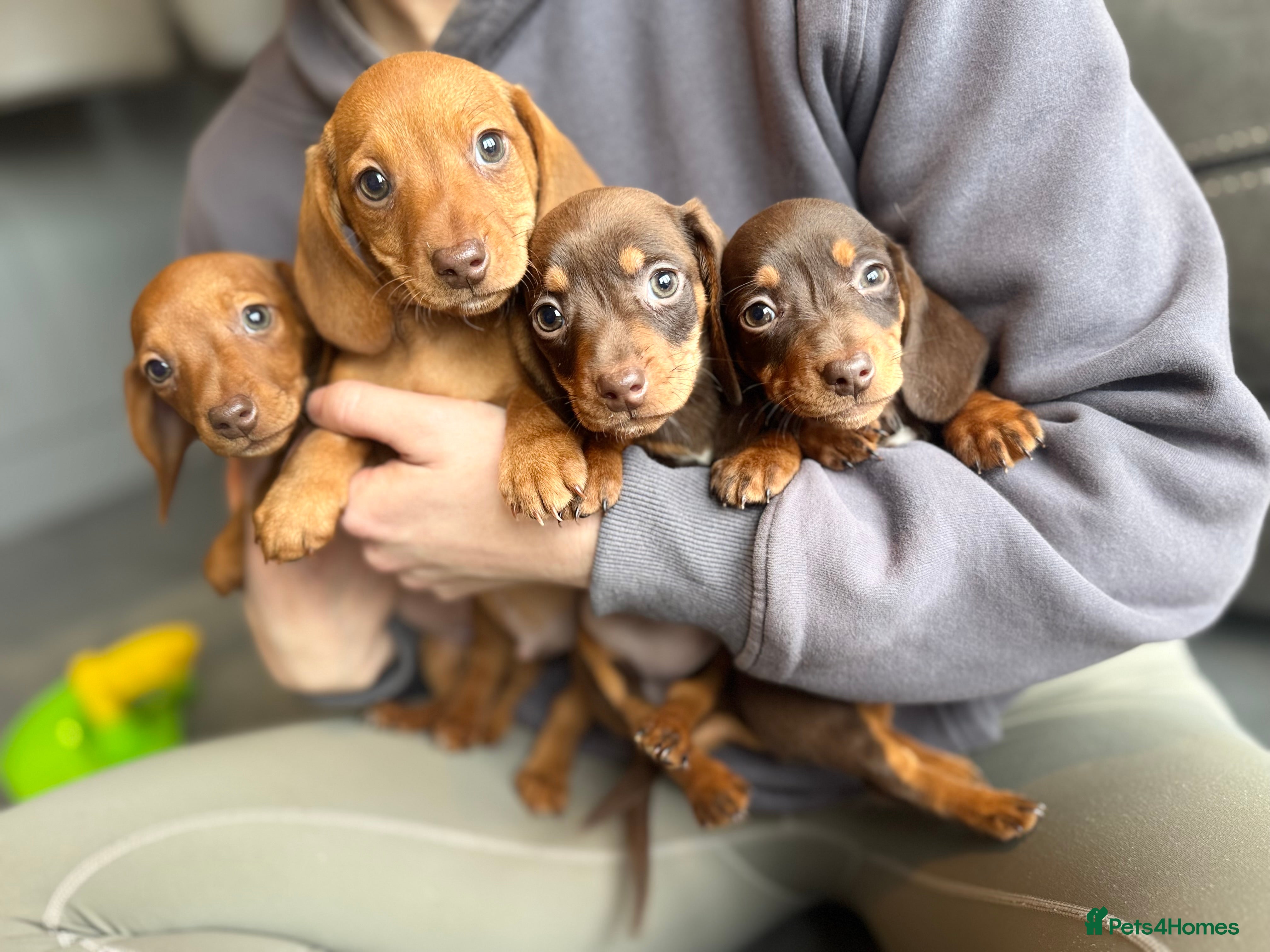 Miniature Dachshund dogs 4 gorgeous miniature dashaund puppies  - Advert 3