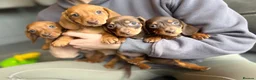 Miniature Dachshund dogs for sale: miniature dashaund pups *ONLY 1 PUP LEFT* - Advert 4
