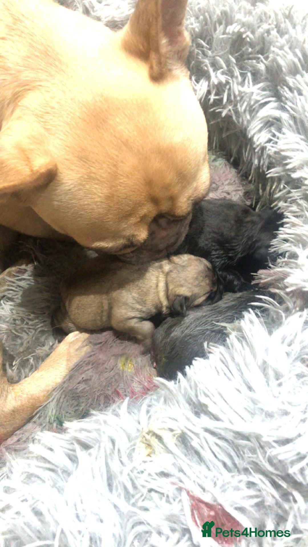 French Bulldog dogs for sale: 7 beautiful male French bull dog pups - Image 29