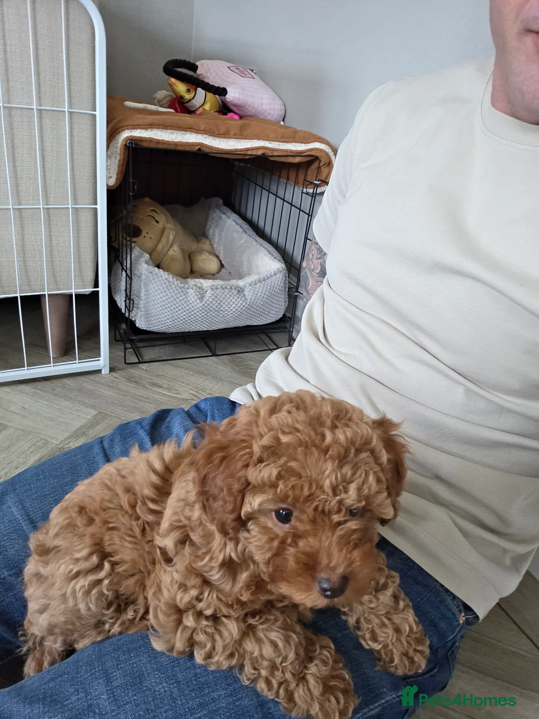 Maltipoo dogs for sale: Beautiful Maltipoo Girl - 9 weeks - Advert 4