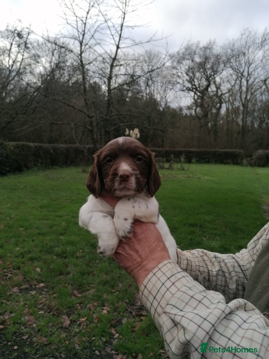English Springer Spaniel dogs for sale: 7 weeks old D. O.B 23.10.25  - Advert 8