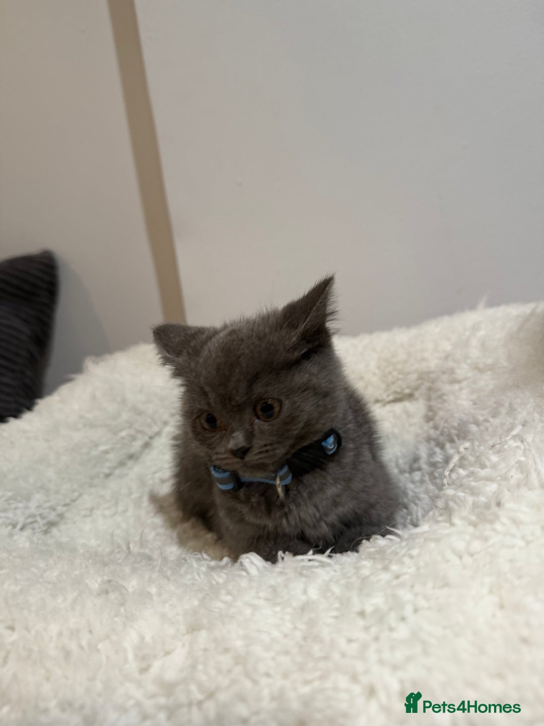 British Longhair cats for sale: Beautiful blues - Image 13