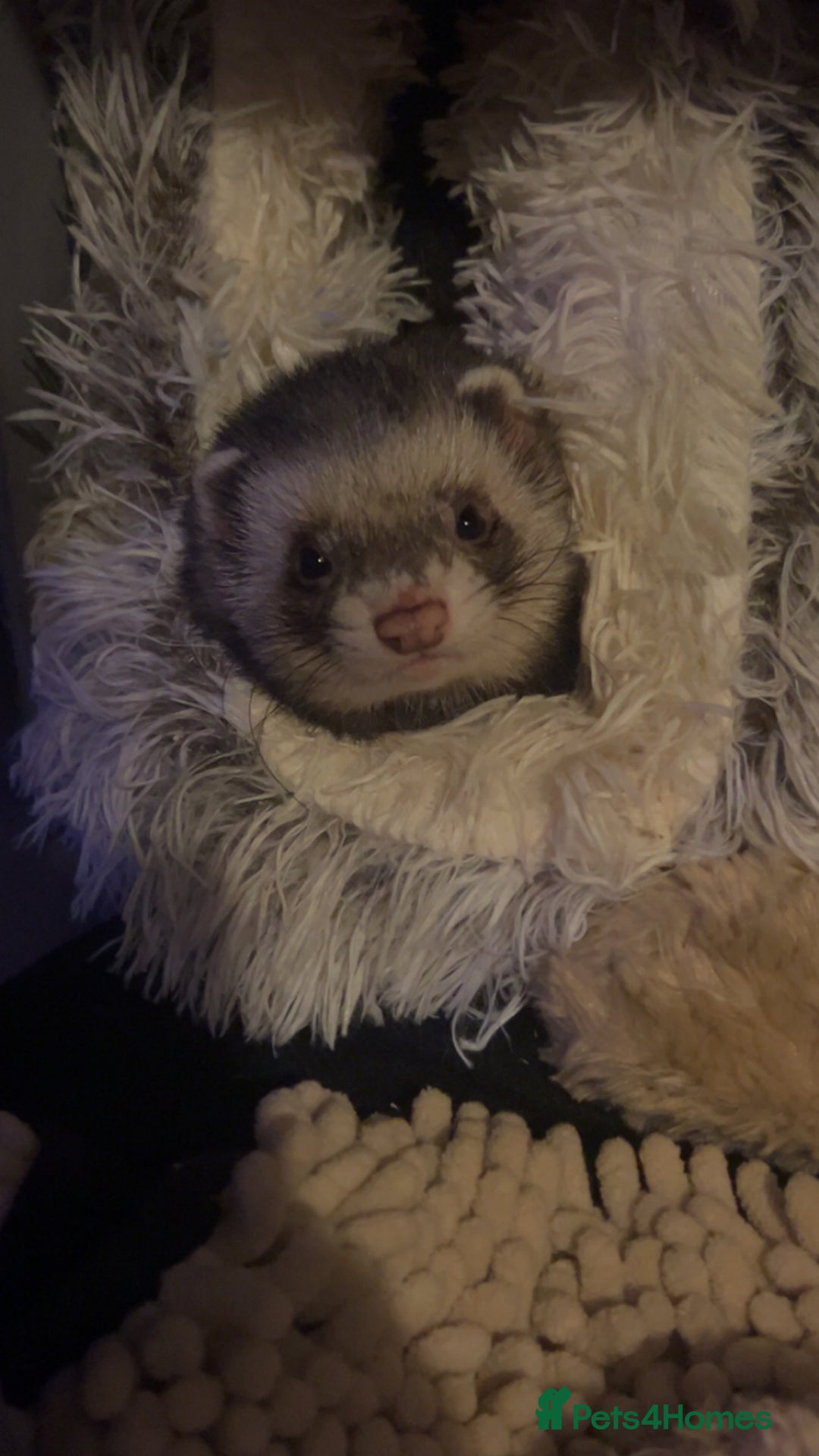 Ferret rodents for sale: 7-8 month old male ferret  - Advert 1