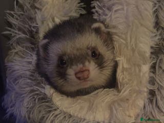 Ferret rodents 7-8 month old male ferret - Advert 1