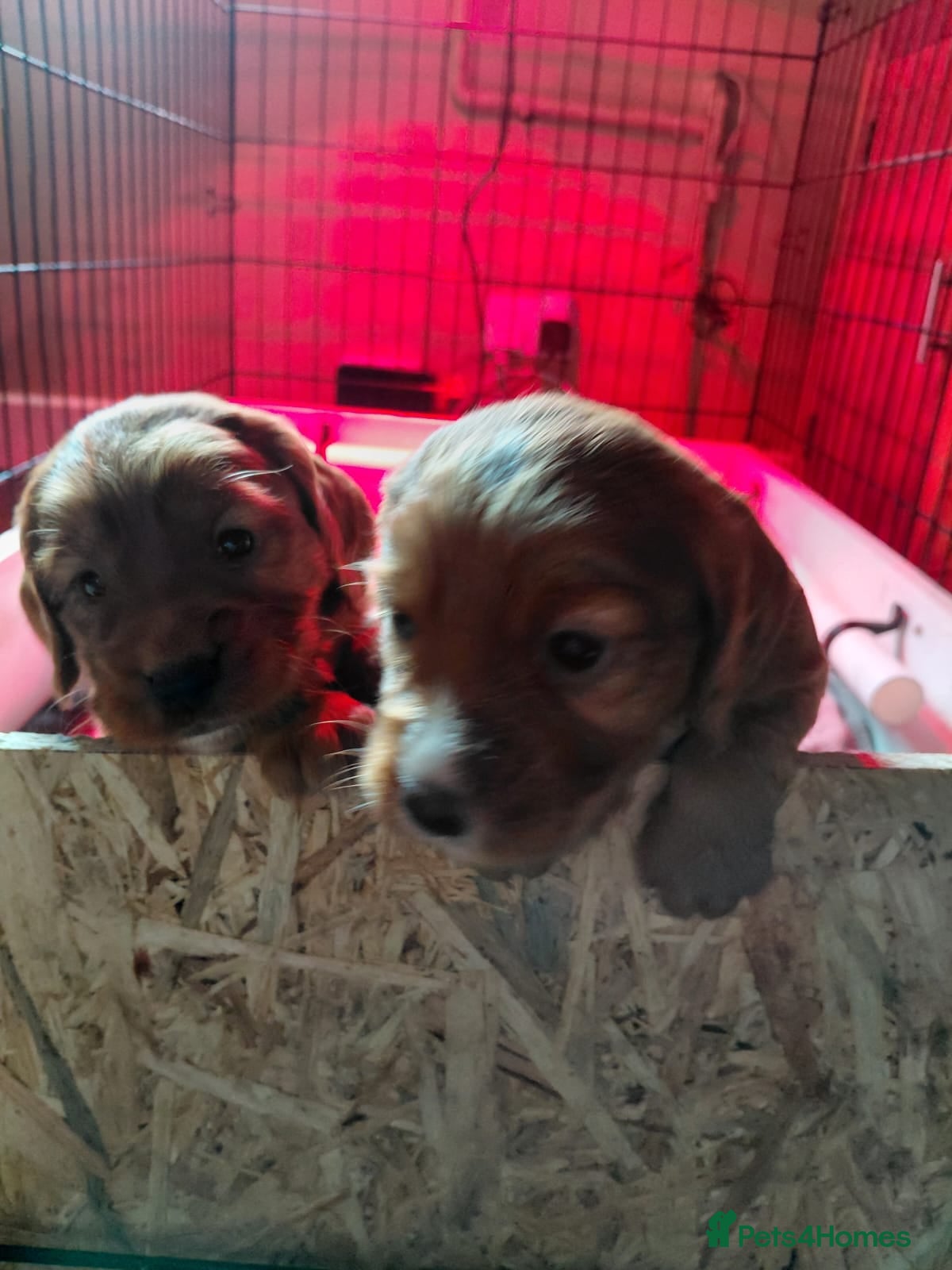 Cocker Spaniel dogs Working Cocker Spaniel Puos - Advert 2